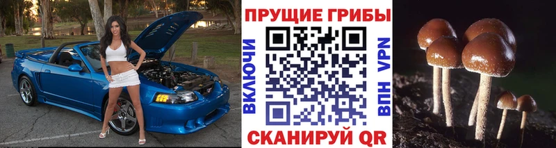 Купить закладки  Чекалин  Галлюциногенные грибы Psilocybine cubensis 